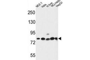 Western Blotting (WB) image for anti-Gephyrin (GPHN) antibody (ABIN3004319)