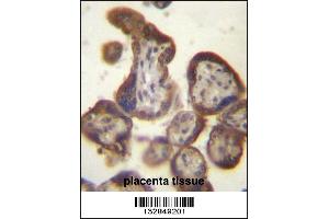 CGB/HCG-Beta Antibody immunohistochemistry analysis in formalin fixed and paraffin embedded human placenta tissue followed by peroxidase conjugation of the secondary antibody and DAB staining. (CGB antibody  (C-Term))