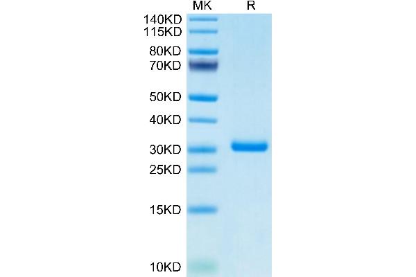 BTN3A1 Protein (AA 1-219) (His-Avi Tag)