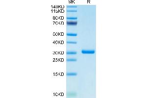Cynomolgus BTN3A1 on Tris-Bis PAGE under reduced condition. (BTN3A1 Protein (AA 1-219) (His-Avi Tag))