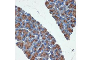 Immunohistochemistry of paraffin-embedded rat pancreas using PRSS2 Rabbit mAb (ABIN7269580) at dilution of 1:100 (40x lens). (PRSS2 antibody)