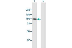 Western Blot analysis of GNL2 expression in transfected 293T cell line by GNL2 MaxPab polyclonal antibody. (GNL2 antibody  (AA 1-731))