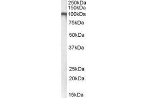 ABIN343746 (0. (GRM7 antibody  (Internal Region))