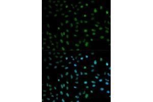 Immunofluorescence (IF) image for anti-ELAV (Embryonic Lethal, Abnormal Vision, Drosophila)-Like 1 (Hu Antigen R) (ELAVL1) (AA 1-326) antibody (ABIN3022231)