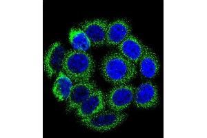 Confocal immunofluorescent analysis of CYP21A2 Antibody (Center) (ABIN652409 and ABIN2842001) with 293 cell followed by Alexa Fluor 488-conjugated goat anti-rabbit lgG (green). (CYP21A2 antibody  (AA 216-246))