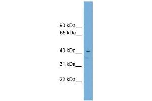 WB Suggested Anti-Acd Antibody Titration:  0. (ACD antibody  (C-Term))