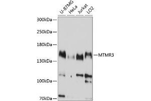 Western blot analysis of extracts of various cell lines, using MTMR3 antibody (ABIN6128323, ABIN6144158, ABIN6144159 and ABIN6214991) at 1:1000 dilution.