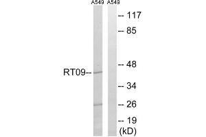 Western blot analysis of extracts from A549 cells, using MRPS9 antibody. (MRPS9 antibody  (Internal Region))