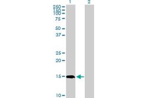 Western Blot analysis of PIN4 expression in transfected 293T cell line by PIN4 MaxPab polyclonal antibody. (PIN4 antibody  (AA 1-156))