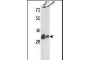 Western blot analysis of VDAC1 Antibody (N-term) (ABIN390563 and ABIN2840893) in  cell line and mouse heart tissue lysates (35 μg/lane). (VDAC1 antibody  (N-Term))