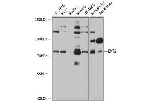 Western blot analysis of extracts of various cell lines, using EXT2 antibody (ABIN6130884, ABIN6140384, ABIN6140385 and ABIN6219129) at 1:1000 dilution. (EXT2 antibody  (AA 80-340))