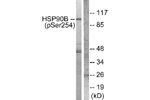 Western blot analysis of extracts from Hela cells treated with TNF-α (20ng/ml, 30mins), using HSP90B (phospho-Ser254) antibody. (HSP90AB1 antibody  (pSer254))