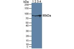 Figure. (PLG antibody  (AA 274-560))