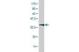 AP4E1 antibody  (AA 1038-1137)