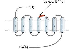 anti-Serotonin Receptor 6 (HTR6) (AA 167-181), (Extracellular), (Loop 2) antibody