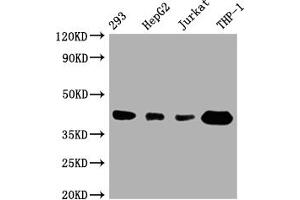 Western Blot Positive WB detected in: 293 whole cell lysate, HepG2 whole cell lysate, Jurkat whole cell lysate, THP-1 whole cell lysate All lanes: TMEM173 antibody at 1:1000 Secondary Goat polyclonal to rabbit IgG at 1/50000 dilution Predicted band size: 43 kDa Observed band size: 43 kDa (Recombinant STING/TMEM173 antibody)