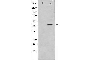 Western blot analysis of G3BP-1 phosphorylation expression in 293 whole cell lysates,The lane on the left is treated with the antigen-specific peptide. (G3BP1 antibody  (pSer232))