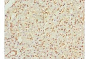 Immunohistochemistry of paraffin-embedded human pancreatic tissue using ABIN7159666 at dilution of 1:100