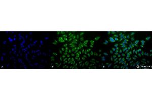 Immunocytochemistry/Immunofluorescence analysis using Mouse Anti-GRP78 Monoclonal Antibody, Clone 1H11-1H7 .