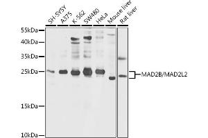 Western blot analysis of extracts of various cell lines, using MB/MB/ML2 antibody (ABIN6132319, ABIN6143422, ABIN6143424 and ABIN6216232) at 1:1000 dilution. (MAD2L2 antibody  (AA 1-211))