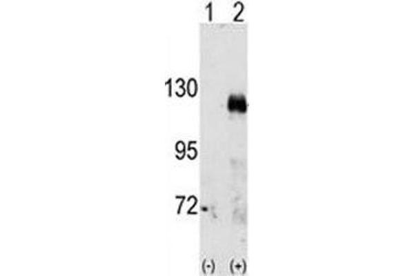 EPH Receptor A3 antibody  (AA 896-928)