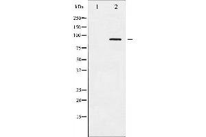 alpha Adducin antibody  (pSer726)