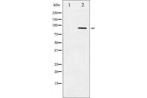 alpha Adducin antibody  (pSer726)