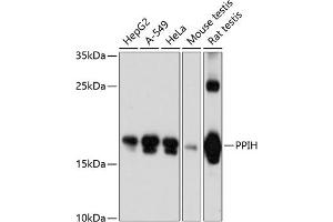Western blot analysis of extracts of various cell lines, using PPIH antibody (ABIN6130636, ABIN6146029, ABIN6146031 and ABIN6215767) at 1:3000 dilution. (PPIH antibody  (AA 1-177))
