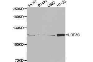 Western blot analysis of extracts of various cell lines, using UBE3C antibody.