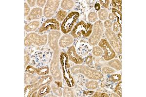 Immunohistochemistry of paraffin-embedded mouse kidney using KLK1 Rabbit pAb (ABIN3022581, ABIN3022582, ABIN3022583 and ABIN6218920) at dilution of 1:500 (40x lens). (Kallikrein 1 antibody  (AA 25-262))