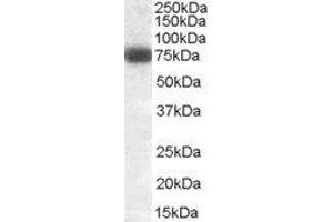 ABIN2562238 (0. (DLL1 antibody  (Internal Region))