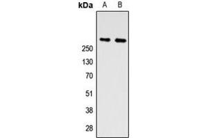 Western blot analysis of ZNF462 expression in A549 (A), PC12 (B) whole cell lysates. (ZNF462 antibody  (N-Term))