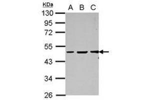 Image no. 1 for anti-GC-Rich Promoter Binding Protein 1 (GPBP1) (AA 1-207) antibody (ABIN1498499) (GC-Rich Promoter Binding Protein 1 (GPBP1) (AA 1-207) antibody)