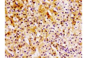 Immunohistochemistry of paraffin-embedded human adrenal gland tissue using ABIN7145958 at dilution of 1:100 (CCL15 antibody  (AA 22-113))