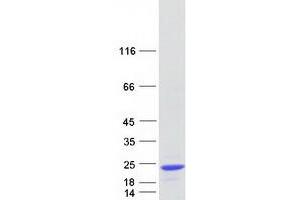 Glia Maturation Factor, gamma (GMFG) protein (Myc-DYKDDDDK Tag)
