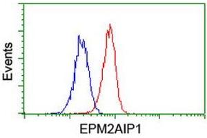 Image no. 10 for anti-EPM2A (Laforin) Interacting Protein 1 (EPM2AIP1) antibody (ABIN1498045) (EPM2AIP1 antibody)