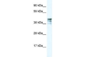 KRT15 antibody (70R-10423) used at 2. (KRT15 antibody  (C-Term))