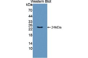 Figure. (RNASE11 antibody  (AA 18-199))