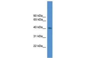 Image no. 1 for anti-Kelch Domain Containing 3 (KLHDC3) (N-Term) antibody (ABIN6745365) (KLHDC3 antibody  (N-Term))