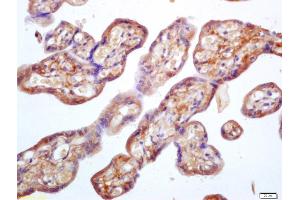 Formalin-fixed and paraffin embedded human placenta labeled with Anti Prostatic Acid Phosphatase Polyclonal Antibody (ABIN716996), Unconjugated at 1:200, followed by conjugation to the secondary antibody and DAB staining (ACPP antibody  (AA 21-120))