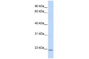LIN7C antibody used at 1 ug/ml to detect target protein. (LIN7C antibody)