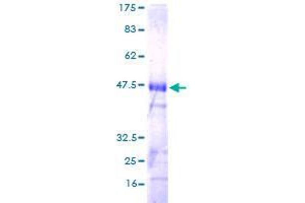 RHOJ Protein (AA 1-214) (GST tag)