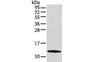 Western blot analysis of MCF-7 cell using S100A16 Polyclonal Antibody at dilution of 1:300