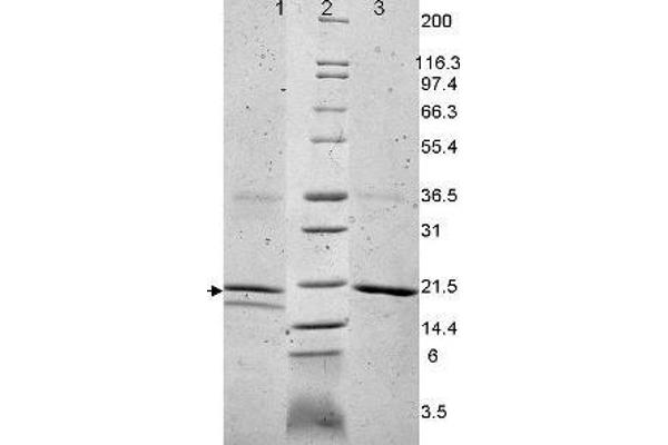 IL-32 alpha 蛋白