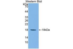 Western blot analysis of recombinant Mouse IL1F9. (IL1F9 antibody  (AA 5-149))
