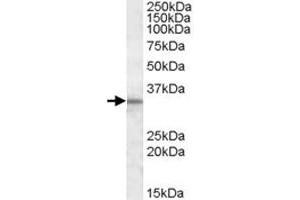 HAX1 polyclonal antibody  (1 ug/mL) staining of human testis lysate (35 ug protein in RIPA buffer).