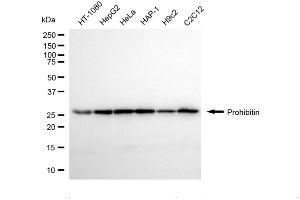 Western blotting analysis using prohibitin antibody (ABIN7799910). (Recombinant Prohibitin antibody)