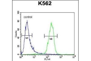 MCART2 Antibody (N-term) (ABIN654844 and ABIN2844510) flow cytometric analysis of K562 cells (right histogram) compared to a negative control cell (left histogram).