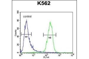 MCART2 Antibody (N-term) (ABIN654844 and ABIN2844510) flow cytometric analysis of K562 cells (right histogram) compared to a negative control cell (left histogram). (MCART2 antibody  (N-Term))