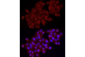 Immunofluorescence analysis of HeLa cells using VEGFA Rabbit pAb (ABIN6128908, ABIN6150086, ABIN6150088 and ABIN6221373) at dilution of 1:100 (40x lens). (VEGFA antibody  (AA 1-147))